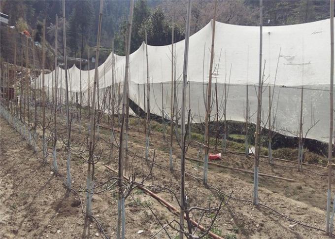 Fabrication de protection de jardin tissée par PE blanc avec la protection UV 40g/m2 45g/m2