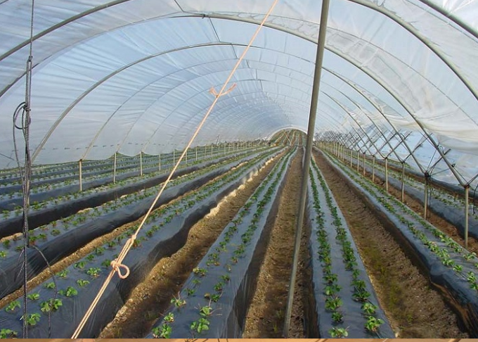 Couverture végétale en plastique tissée par polypropylène, tissu de jardin du noir 100gsm de 4.2x100m